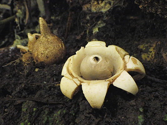 エリマキツチグリのなかま