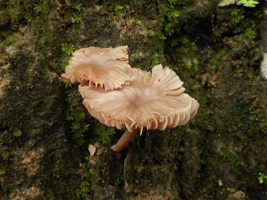 カレバキツネタケのなかま