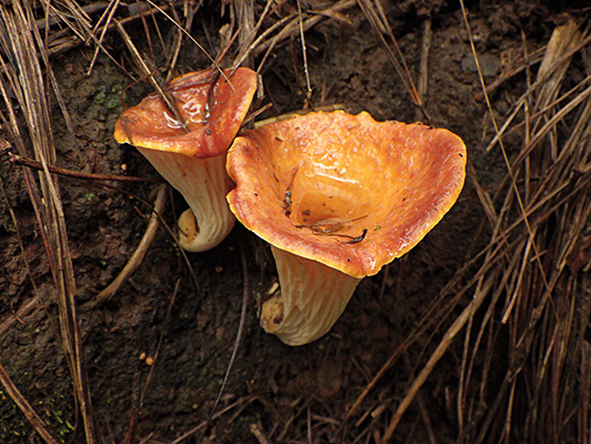 ウスタケのなかま