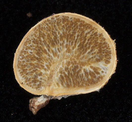 シンジュタケの断面