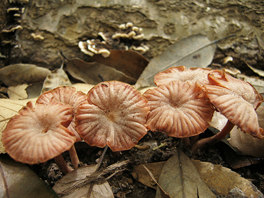 カレバキツネタケ