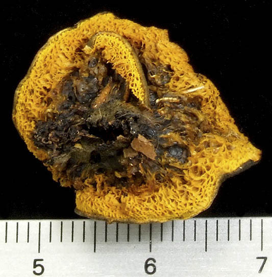 Boletus fuligineotomentosus（フィールド博物館所蔵）