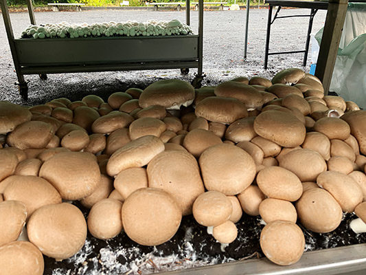 マッシュルームのつかみ採りの様子