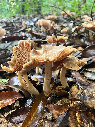 クサウラベニタケ（毒）