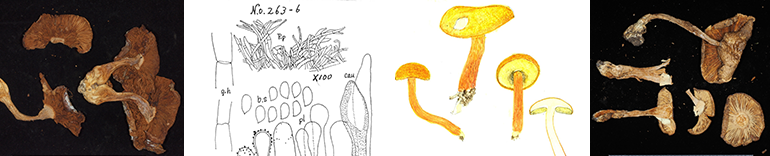 きのこの標本、スケッチ