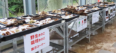 野生きのこ・栽培きのこの展示の様子