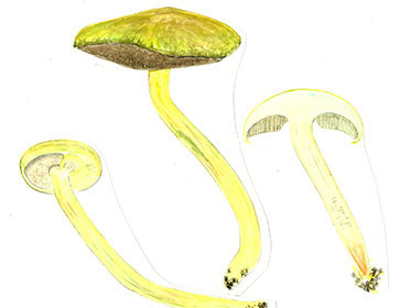 キイロイグチの水彩画