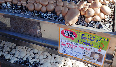 マッシュルームつかみどり会場の様子