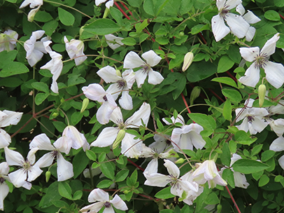 クレマチス 'アルバ・ラグジュリアンス'