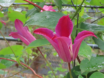 クレマチス 'サー・トレバー・ロレンス'