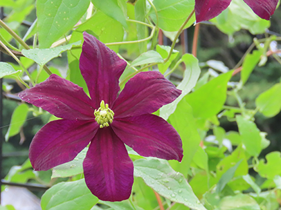 クレマチス 'ジセラ'