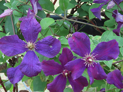 クレマチス 'ポリッシュ・スピリッツ'