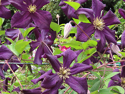 クレマチス 'ロマンティカ'