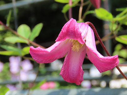 クレマチス '踊場’