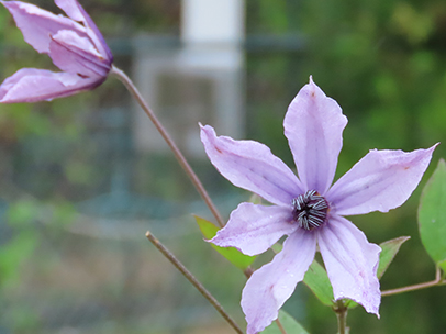 クレマチス '流星'