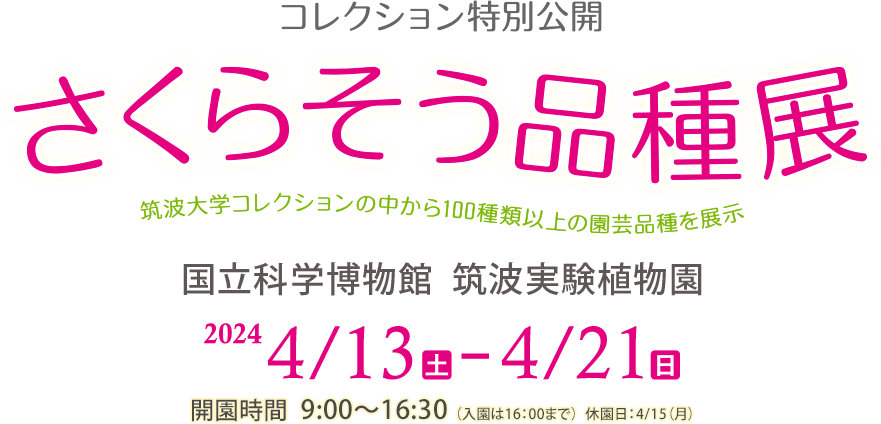 コレクション特別公開 さくらそう品種展 国立科学博物館　筑波実験植物園　2024年4月13日（土）～4月21日（日）休園日4月15日（月）