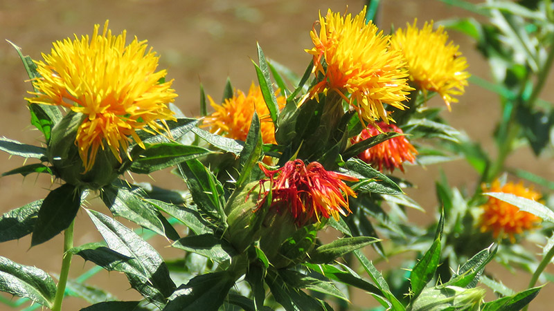 花の写真・最上紅花