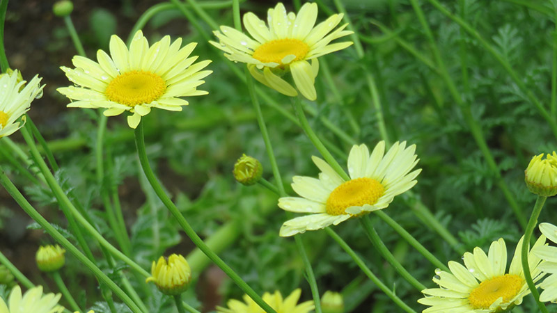 花の写真（レモンイエロー・ダイヤーズカモミール
