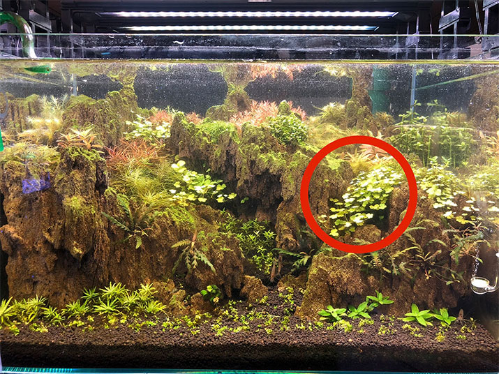 クローバーのようなカタチをしたオーストラリアンドワーフヒドロコティレをはじめとした水草たち