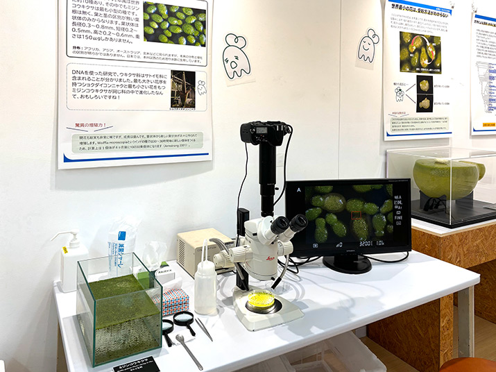 ミジンコウキクサ