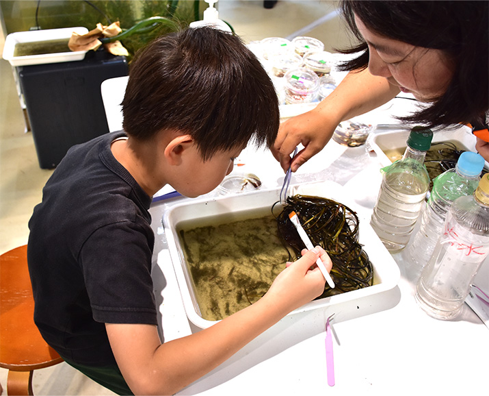 岩礁の海草の根元に潜む生物を探し出して標本にするという観察コーナー