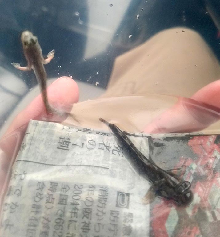 ミナミトビハゼ