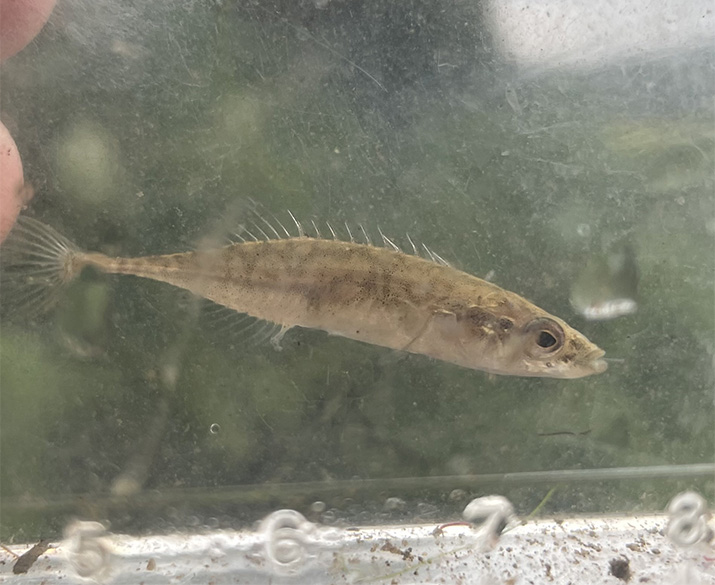 産卵するイバラトミヨ