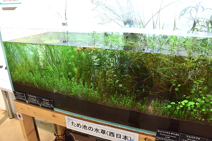 ため池の水草