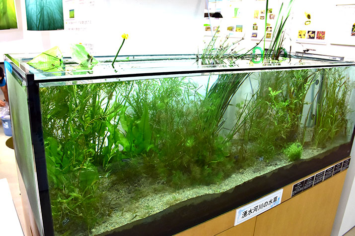 湧水河川の水草