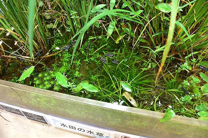 水田の水草