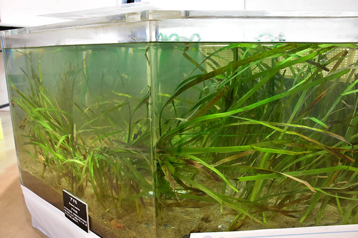 アマモタッチプール