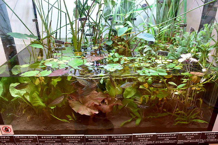 熱帯の有用水草