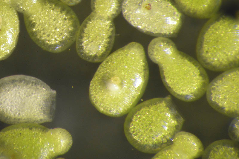 世界最小の花‘ミジンコウキクサ’を観察しよう（11）