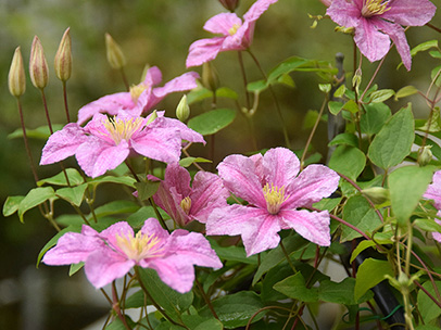 クレマチス‘かぐや’