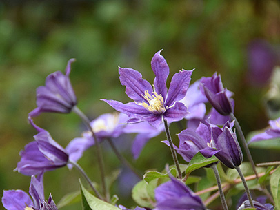 クレマチス‘アラベラ’