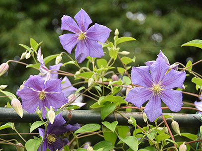 クレマチス‘ペルル・ダジュール’
