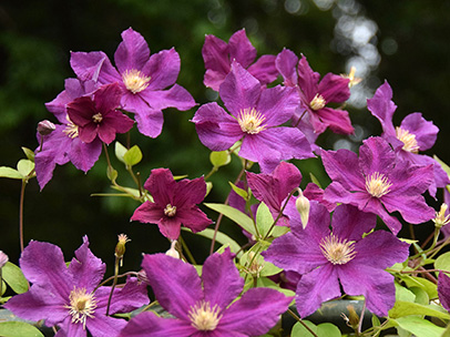 クレマチス‘ボルソー’