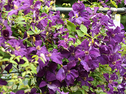 クレマチス‘ポリッシュ・スピリッツ’