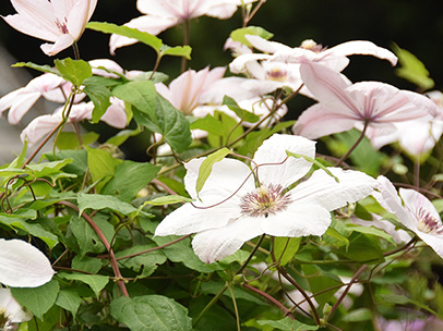 クレマチス‘マーモリ’