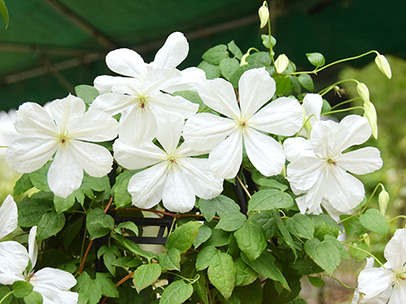 クレマチス‘朝靄イマジナリィ’