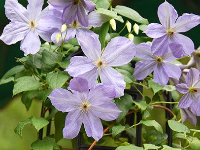 クレマチス‘澄夏’