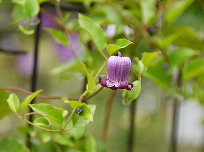 クレマチス・ピッチェリ