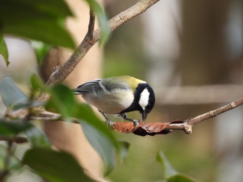 虫こぶを食べるシジュウカラ