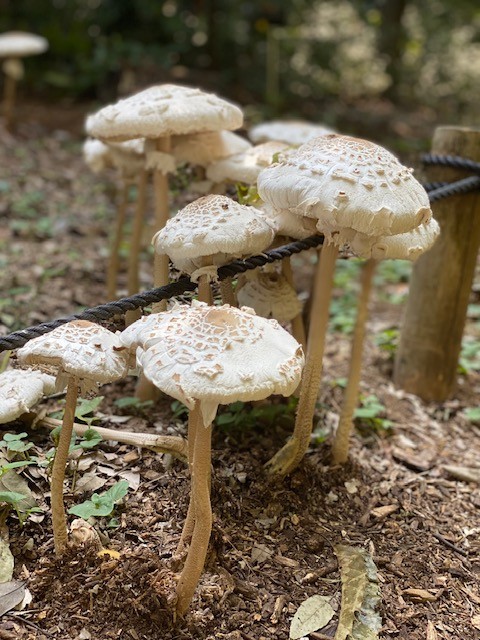 マントカラカサタケ