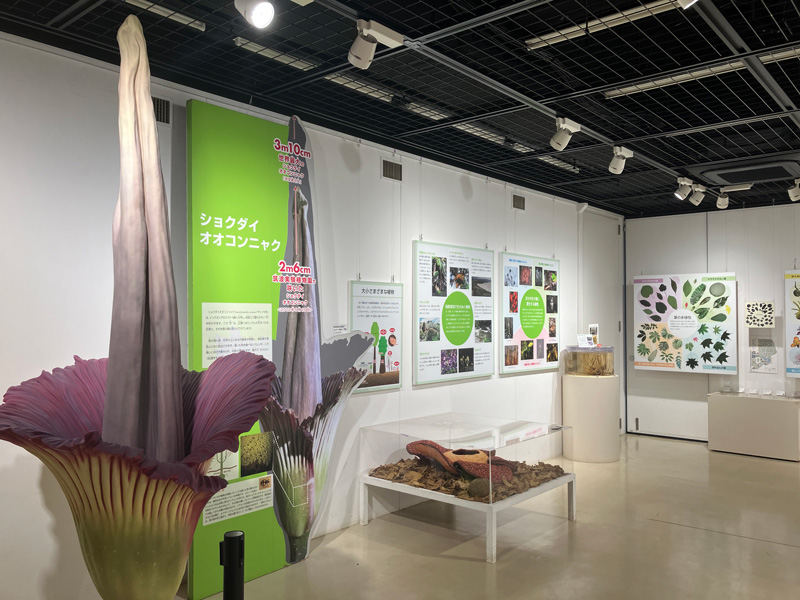 ショクダイオオコンニャクやラフレシアのレプリカ