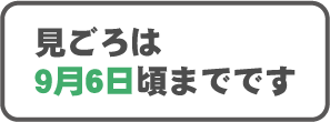 見ごろは9月6日頃までです