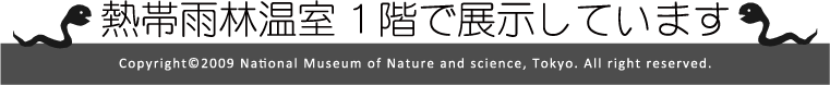 熱帯雨林温室1階で展示