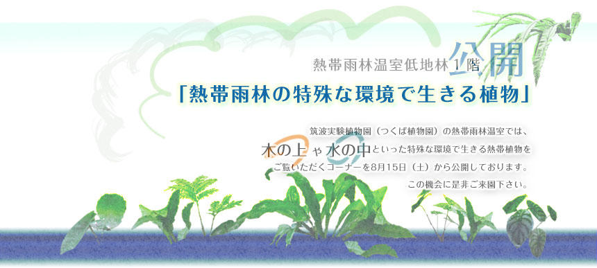 「熱帯雨林の特殊な環境で生きる植物」(熱帯雨林温室低地林1階)