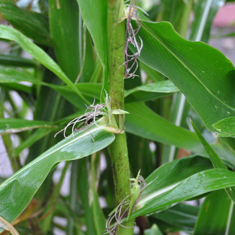 テオシントの雌穂（雌花）