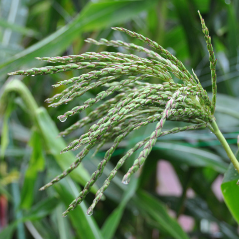 テオシントの雄穂（雄花）